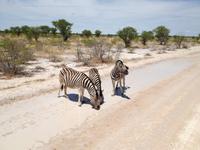 1083 Etosha-Nationalpark - Steppenzebras