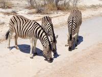 1084 Etosha-Nationalpark - Steppenzebras