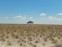 1086 Etosha-Nationalpark - unendliche Weite