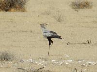 1088 Etosha-Nationalpark - Sekretär