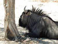 1089 Etosha-Nationalpark - Streifengnu