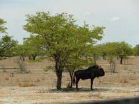 1090 Etosha-Nationalpark - Streifengnu