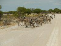 1091 Etosha-Nationalpark - Steppenzebras