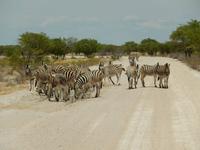 1092 Etosha-Nationalpark - Steppenzebras