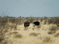 1094 Etosha-Nationalpark - Straußenpärchen