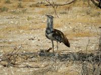 1096 Etosha-Nationalpark - Riesentrappe
