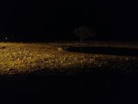 1102 Spitzmaulnashorn am beleuchteten Wasserloch