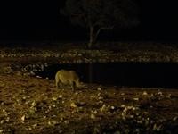 1103 Spitzmaulnashorn am beleuchteten Wasserloch