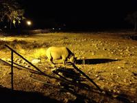 1104 Spitzmaulnashorn am beleuchteten Wasserloch