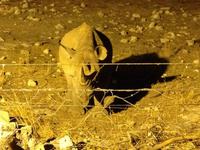 1105 Spitzmaulnashorn am beleuchteten Wasserloch