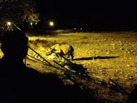 1107 Spitzmaulnashorn am beleuchteten Wasserloch