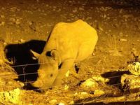 1108 Spitzmaulnashorn am beleuchteten Wasserloch