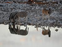 1109 Steppenzebras am Wasserloch