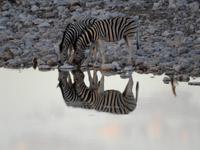 1110 Steppenzebras am Wasserloch