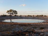 1111 Wasserloch am frühen Morgen