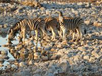 1112 Steppenzebras am Wasserloch