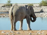1114 frühmorgens am Wasserloch im Camp