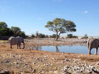 1116 frühmorgens am Wasserloch im Camp