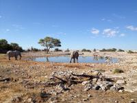 1118 frühmorgens am Wasserloch im Camp
