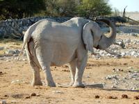 1119 frühmorgens am Wasserloch im Camp
