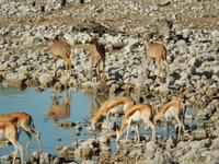 1120 frühmorgens am Wasserloch im Camp