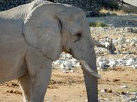 1121 frühmorgens am Wasserloch im Camp