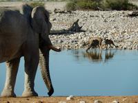 1122 frühmorgens am Wasserloch im Camp