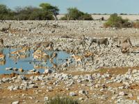 1123 frühmorgens am Wasserloch im Camp