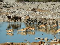 1124 frühmorgens am Wasserloch im Camp