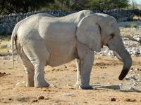 1126 frühmorgens am Wasserloch im Camp
