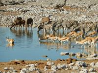 1127 frühmorgens am Wasserloch im Camp