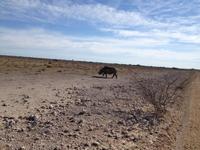 1129 Etosha-Nationalpark - Spitzmaulnashorn