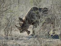 1130 Etosha-Nationalpark - Spitzmaulnashorn