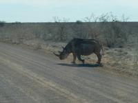1131 Etosha-Nationalpark - Spitzmaulnashorn