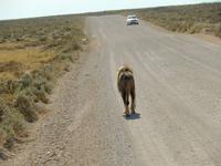 1132 Etosha-Nationalpark - Löwe
