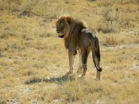 1133 Etosha-Nationalpark - Löwe