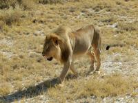 1134 Etosha-Nationalpark - Löwe