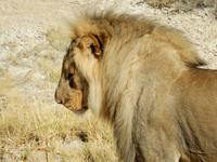 1136 Etosha-Nationalpark - Löwe