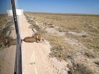 1137 Etosha-Nationalpark - Löwe