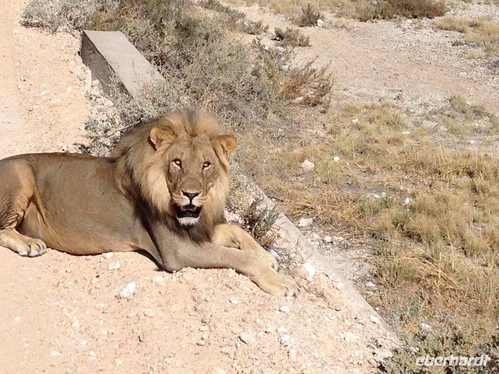 1138 Etosha-Nationalpark - Löwe