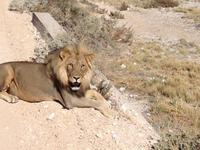 1138 Etosha-Nationalpark - Löwe