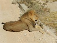1140 Etosha-Nationalpark - Löwe