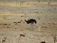 1143 Etosha-Nationalpark - am Wasserloch