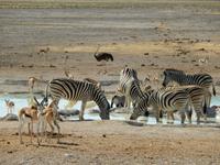 1144 Etosha-Nationalpark - am Wasserloch