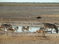 1145 Etosha-Nationalpark - am Wasserloch