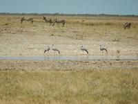 1145 Etosha-Nationalpark - Paradieskraniche und Zebras