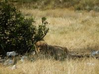 1146 Etosha-Nationalpark - Löwe
