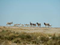 1149 Etosha-Nationalpark - Zebras und Springböcke