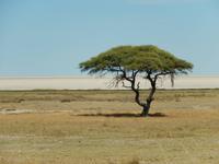 1151 Etosha-Pfanne