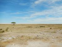1154 Etosha-Nationalpark